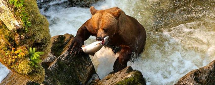 Anan Wildlife Observatory