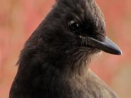 Steller's Jay