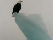 Eagle on ice