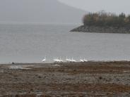 Swans taking a breather at Shoemaker Bay during a winter storm (CMR)