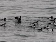 Barrows Goldeneye