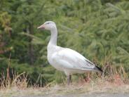 Snow Goose