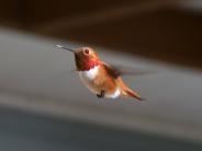 Hummingbird