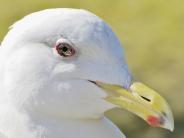 Herring Gull