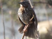 Song Sparrow in tree