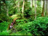 Rainbow Falls Trail