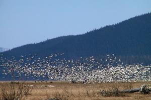 Birds on the Stikine River delta 