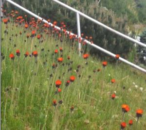 Orange Hawkweed