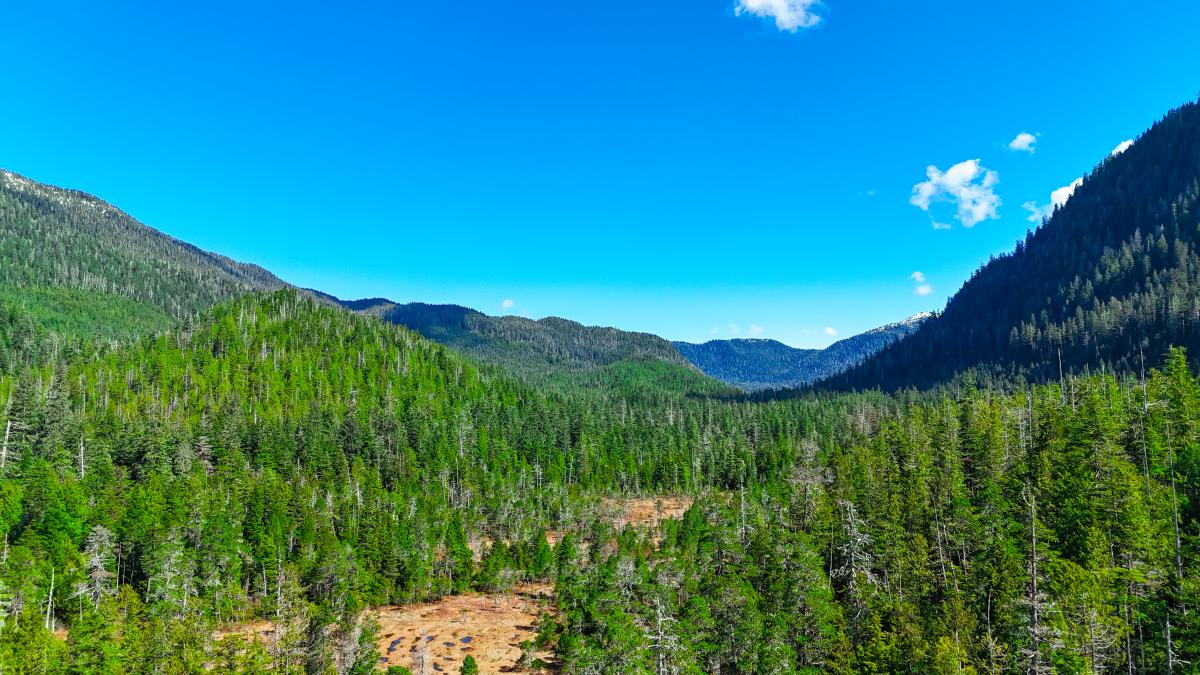 Thom's Lake - Drone Aerial